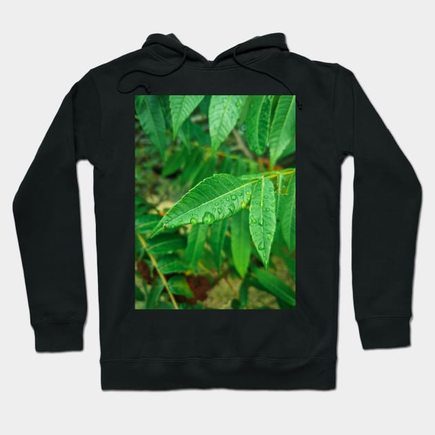 Water drops on leaves in morning Hoodie by Anastasia-03